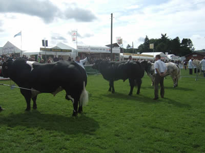 Champion Male line up